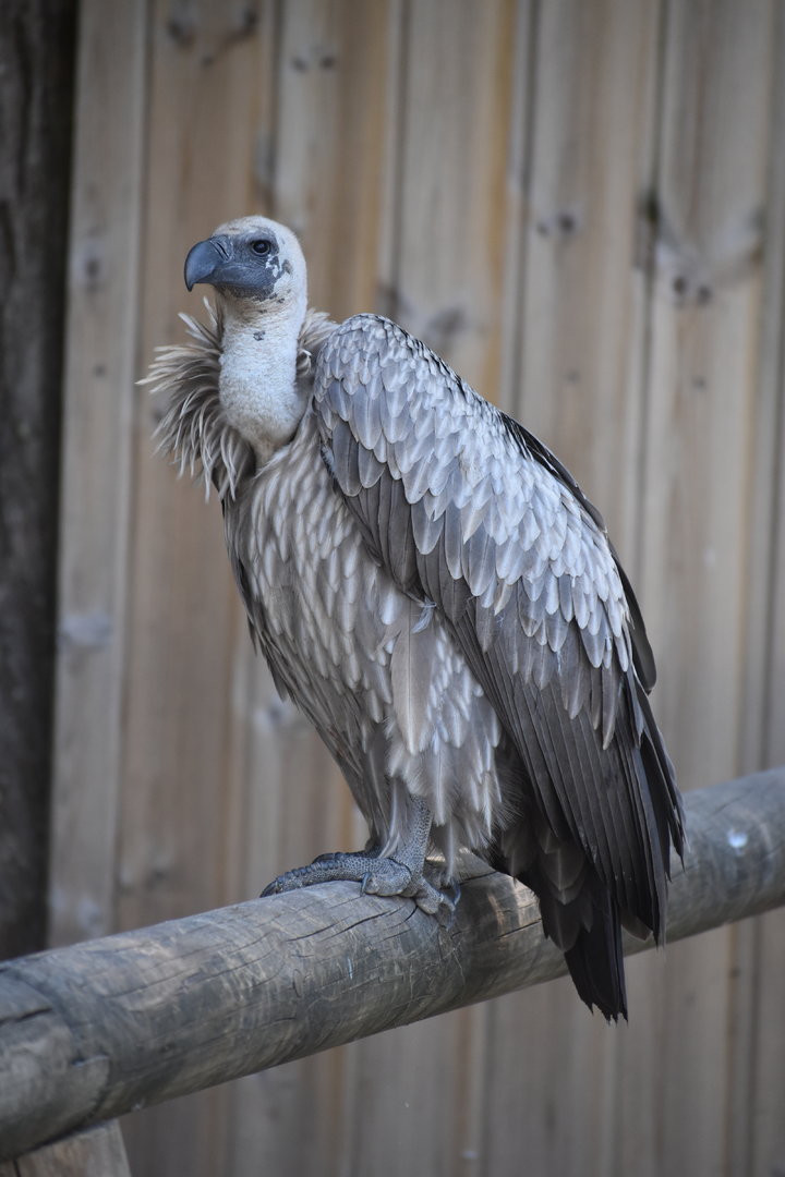 White-backed Vulture - Gyps africanus