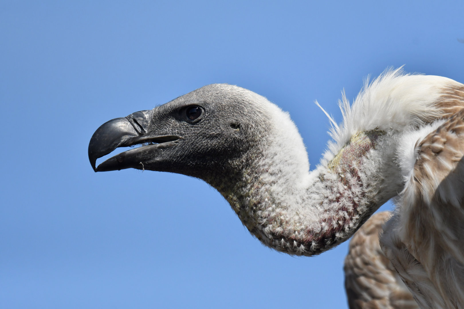White-backed Vulture Gyps africanus
