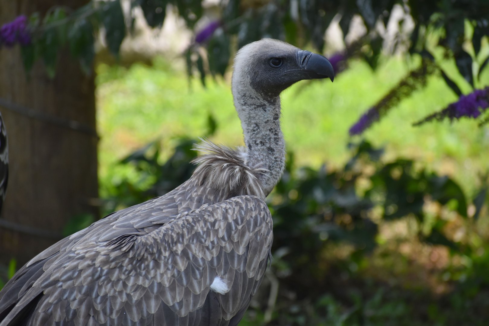 White-backed Vulture - Gyps africanus