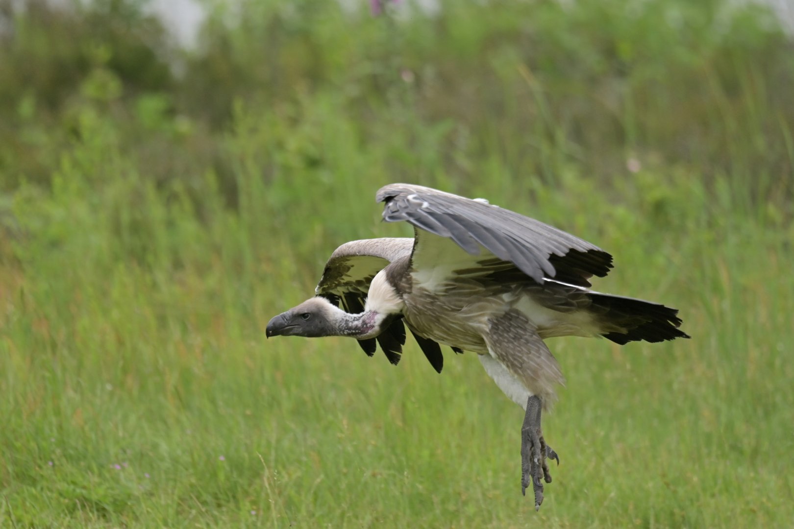 White-backed vulture (Gyps africanus)