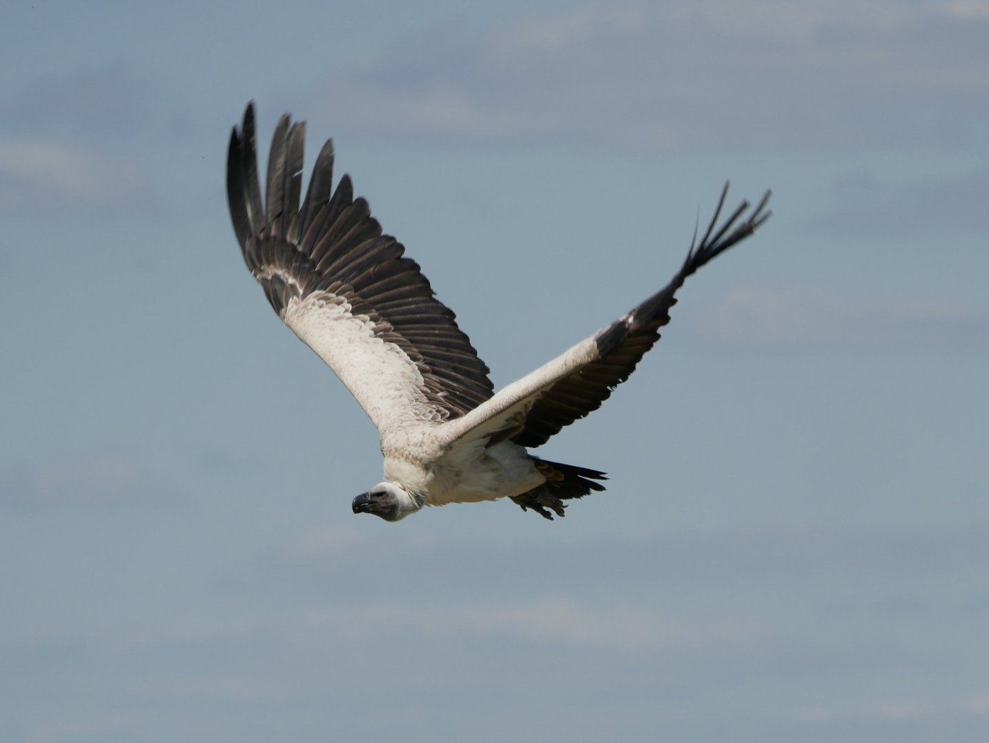 White-backed vulture (Gyps africanus)