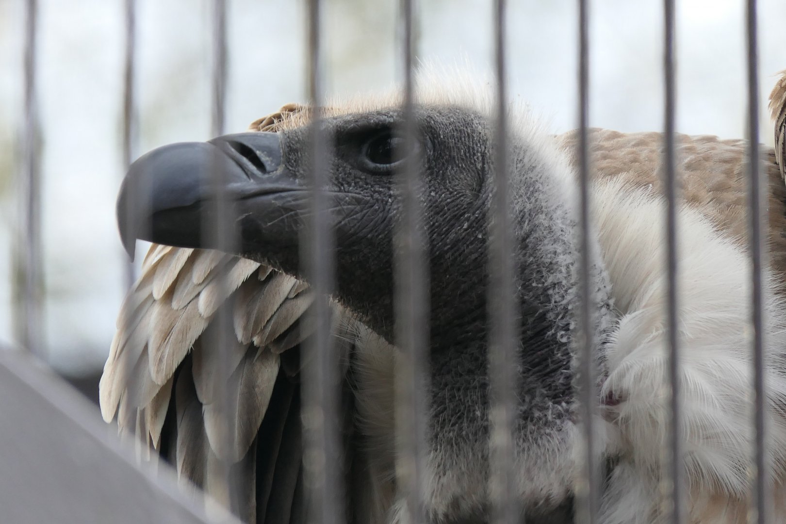 White-backed Vulture (Gyps africanus)