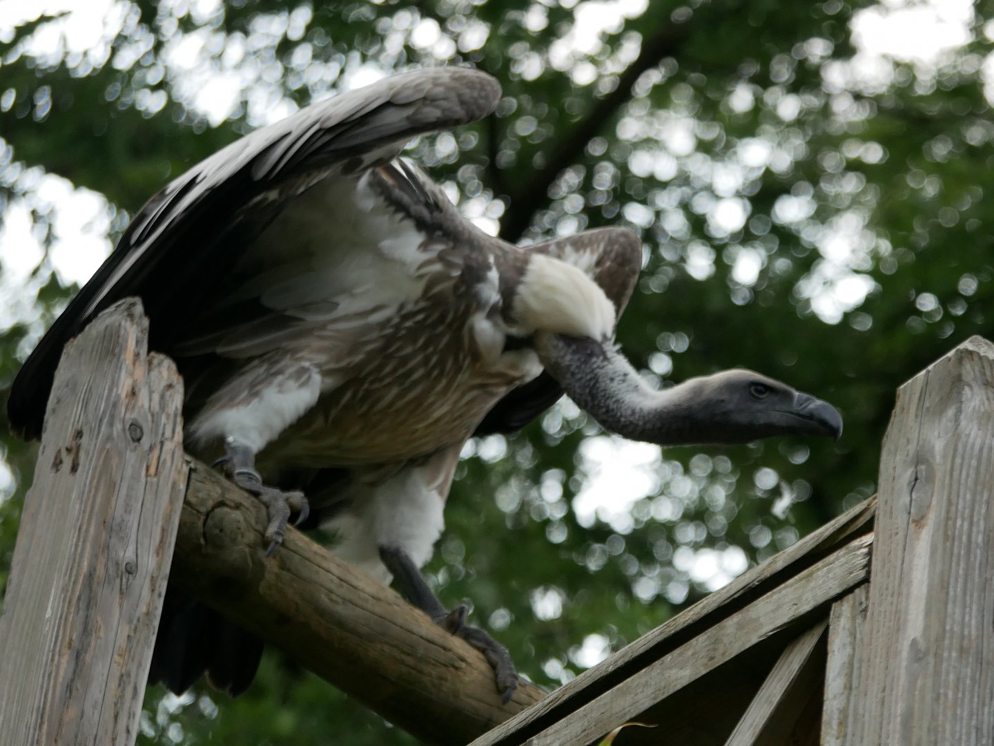 White-backed vulture (Gyps africanus)