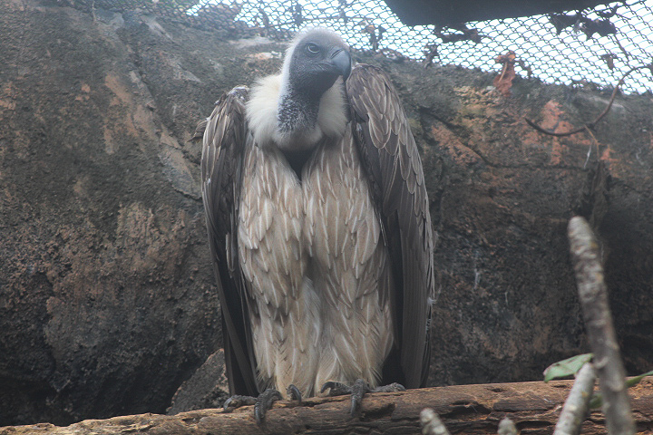 White-backed vulture (Gyps africanus)