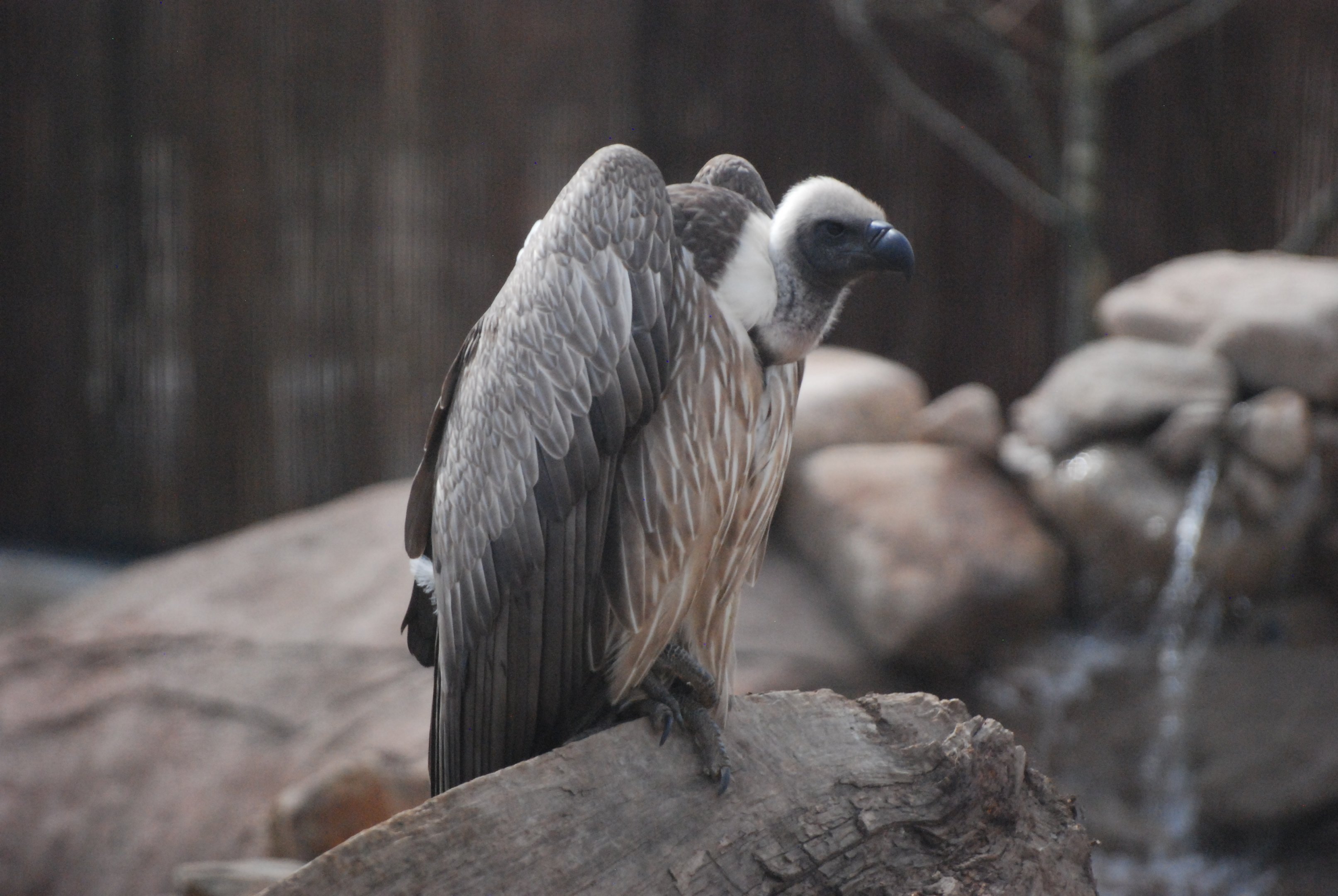 White-backed Vulture, Heart of Africa at Chester, 12th April 2025