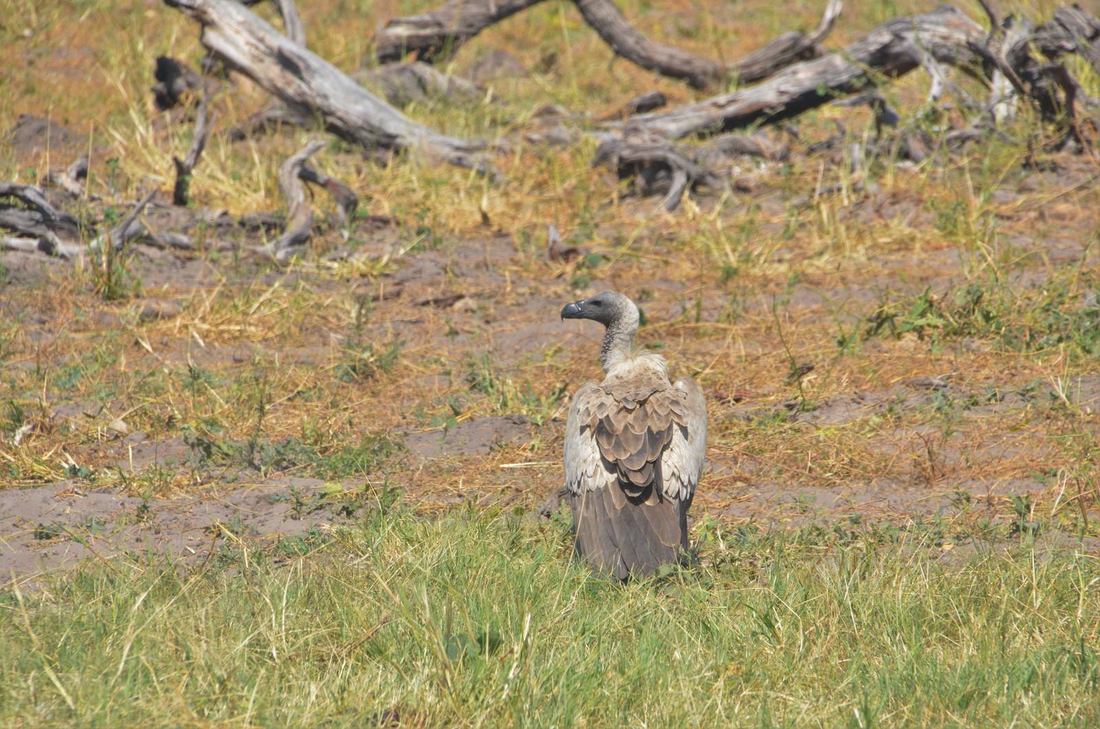 White-backed Vulture, Khwai Community Area, Botswana, 25/04/16