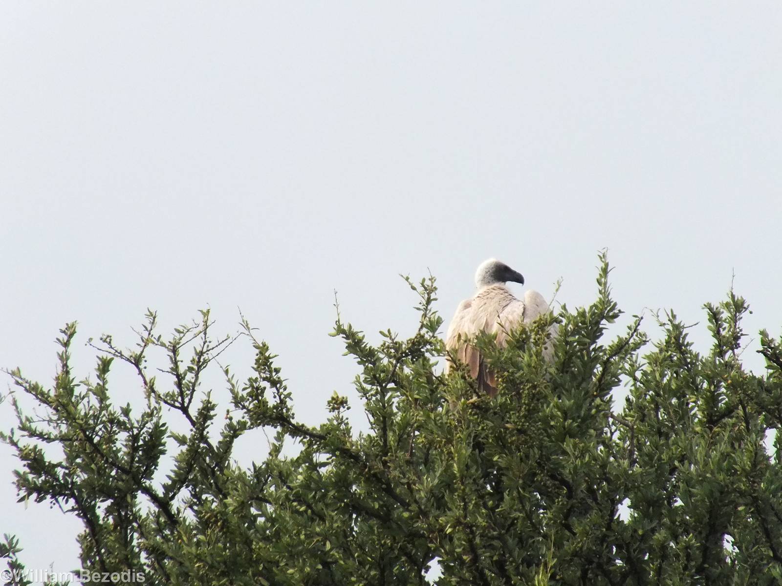 White-backed Vulture - Maasai Mara