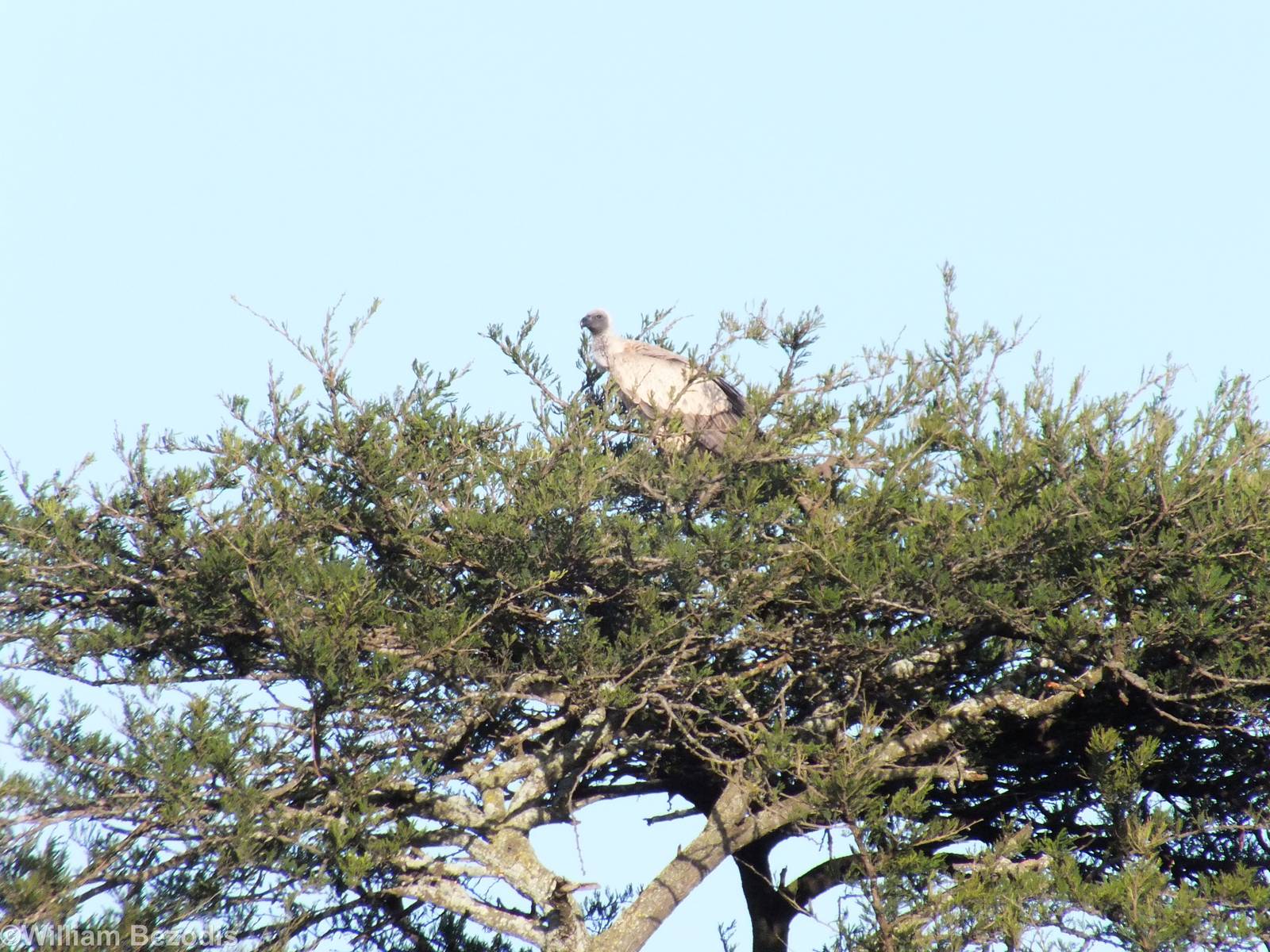 White-backed Vulture - Nairobi National Park