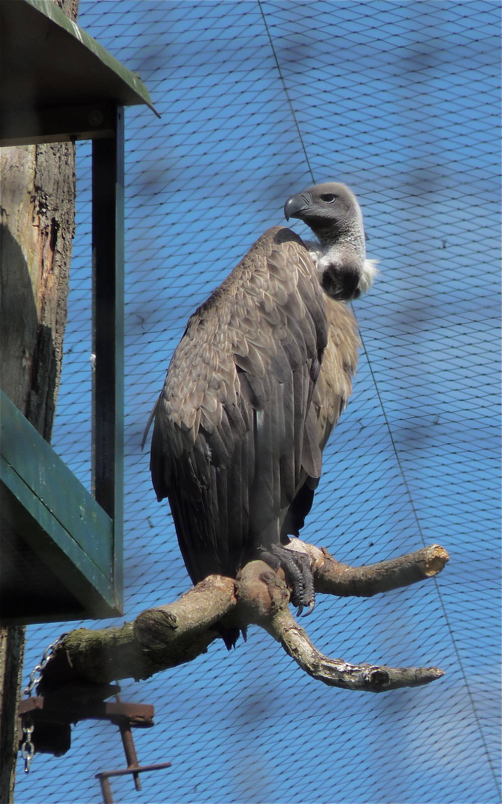White-backed Vulture