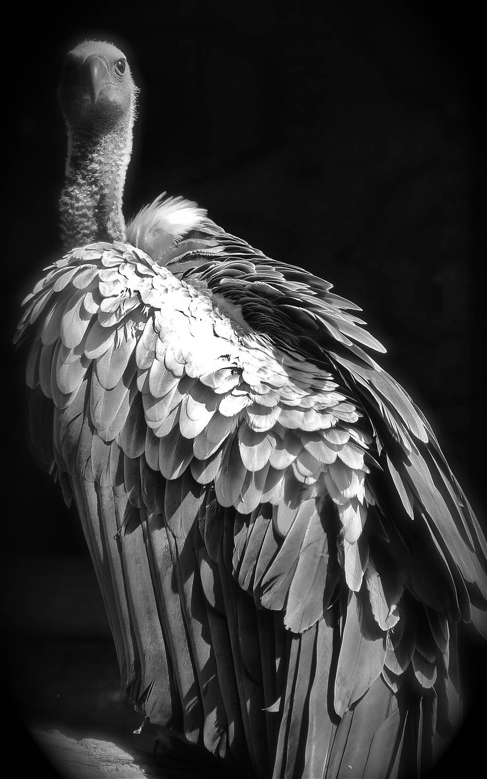 White-backed Vulture