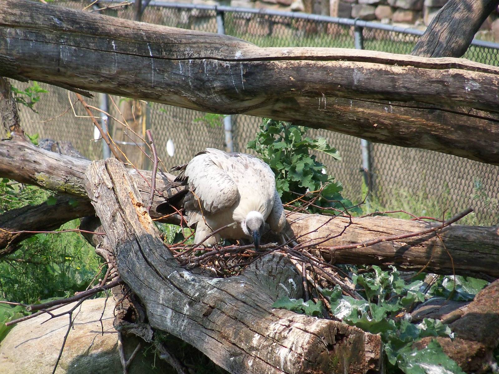 White-Backed Vulture