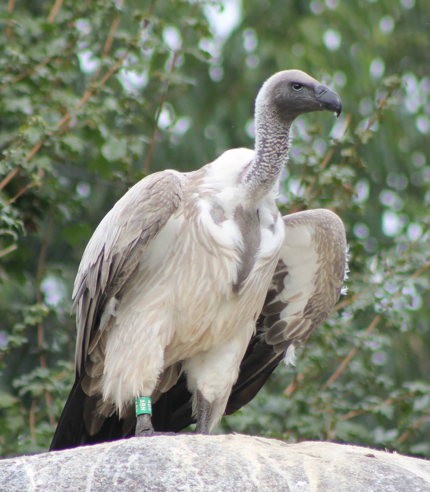 White-backed vulture