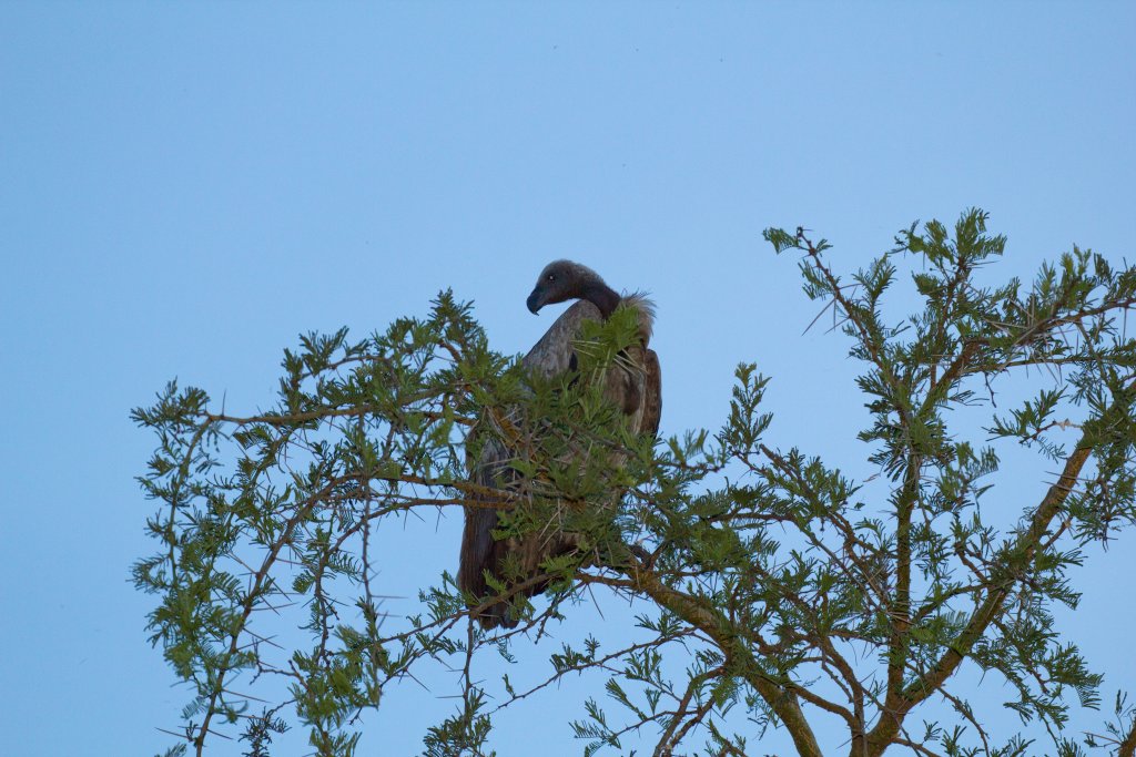 White-backed Vulture