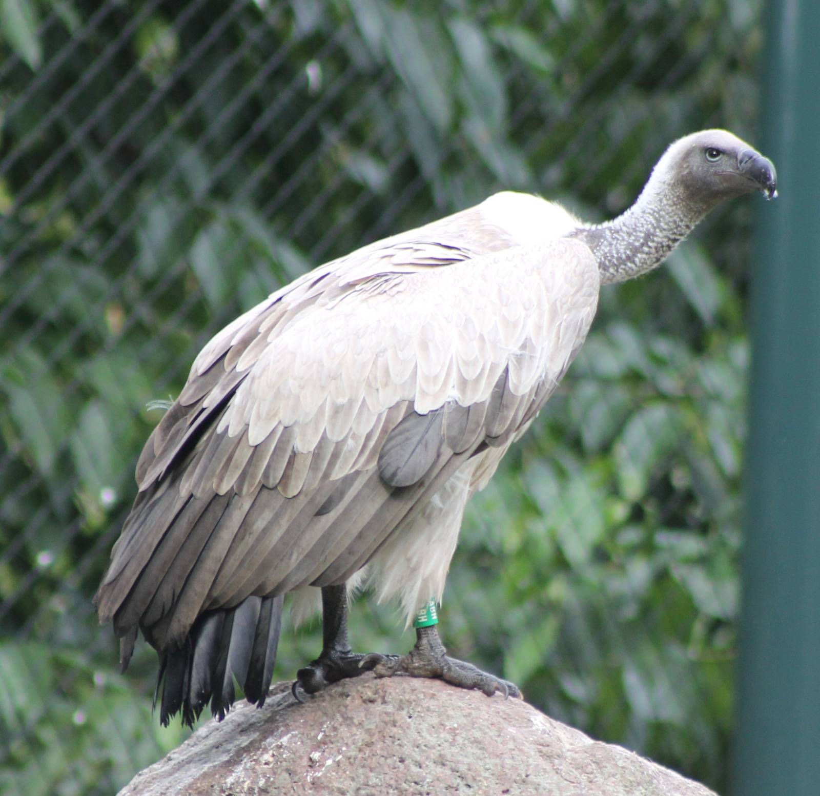 White-backed vulture