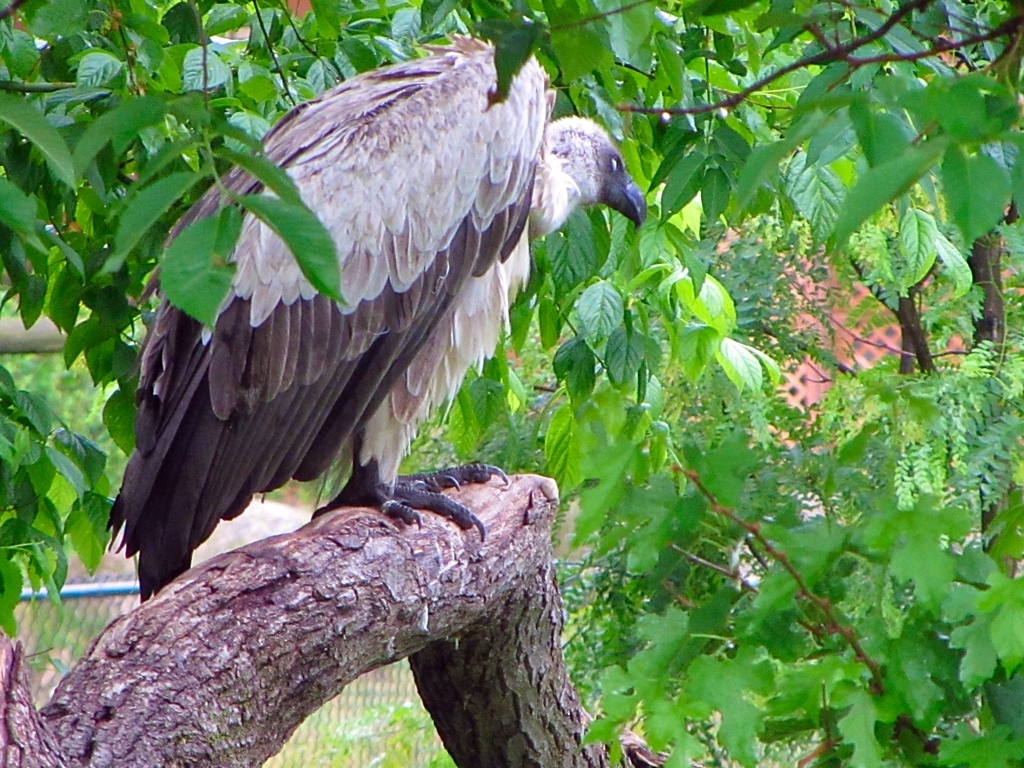 White-backed Vulture