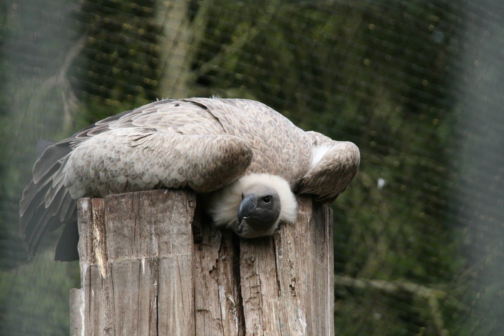 White-backed vulture