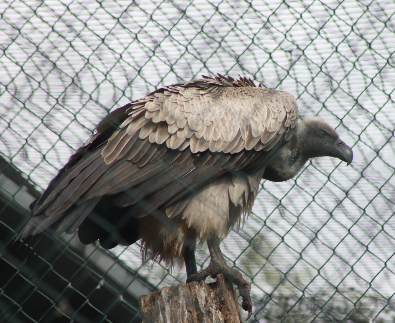 White-backed vulture