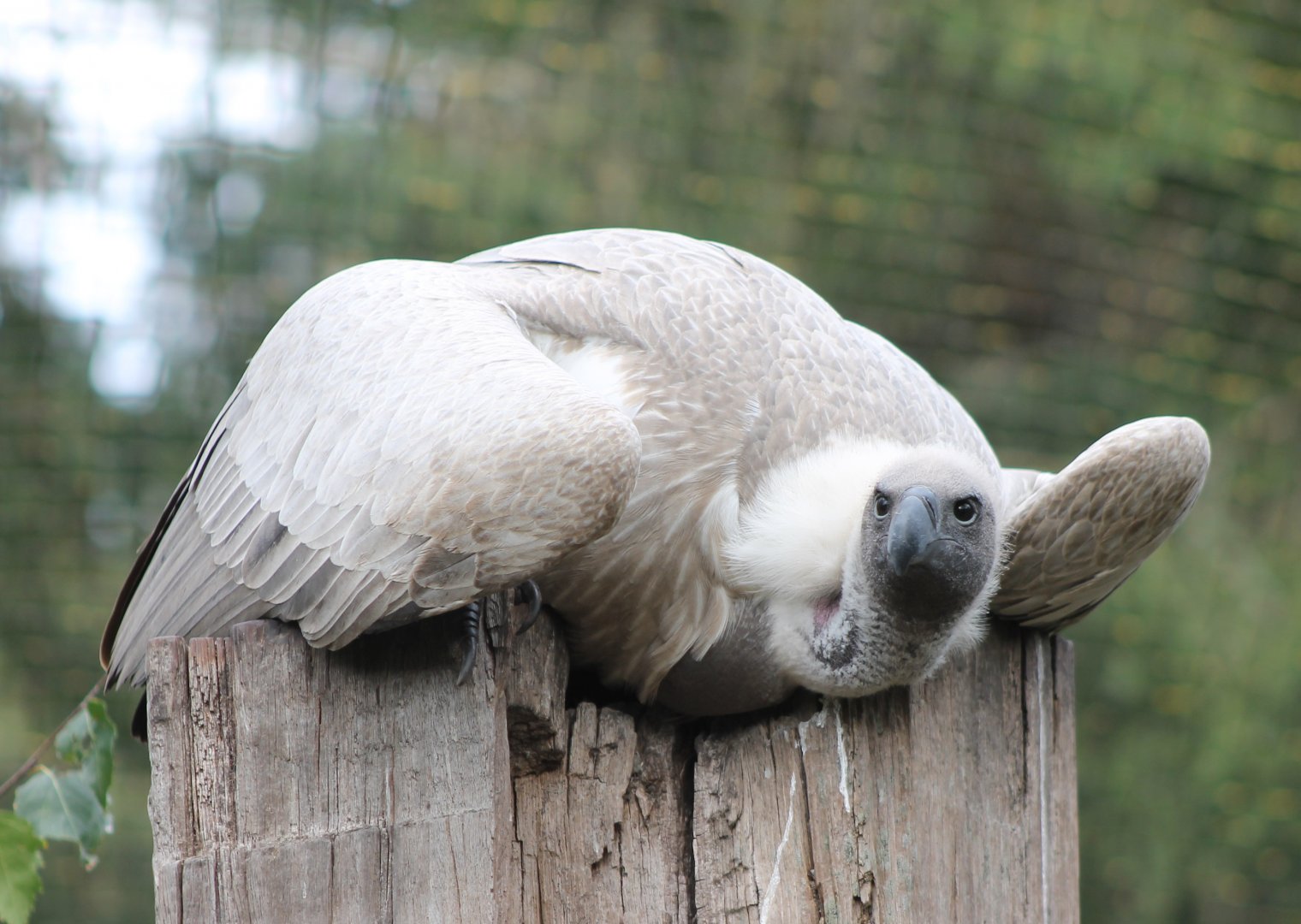 White-backed vulture