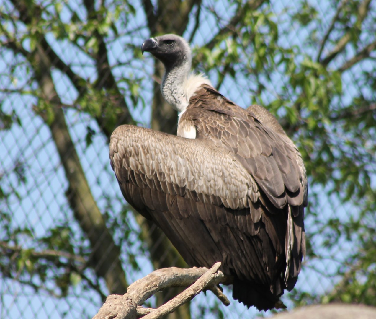 White-backed vulture