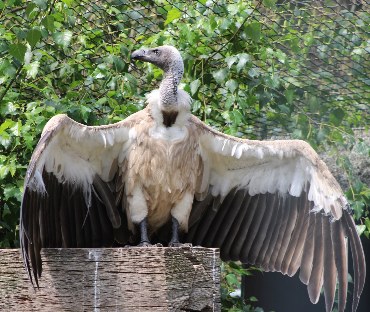 White-backed vulture