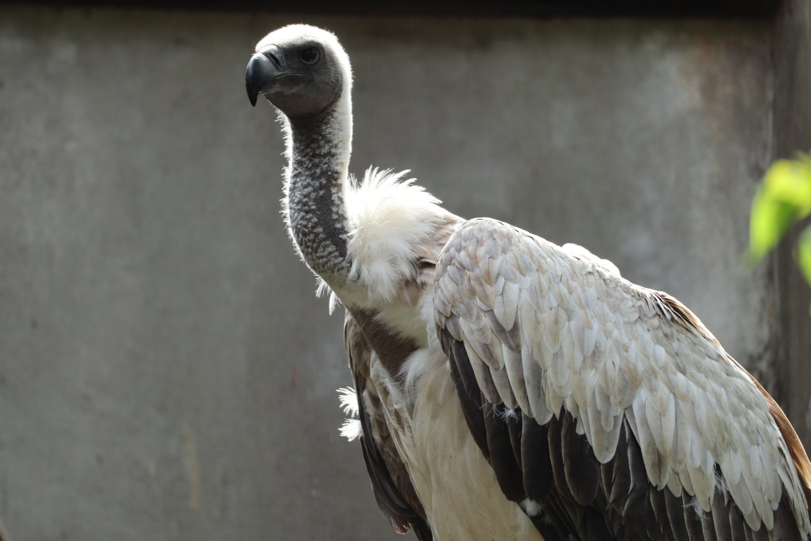 White-Backed Vulture