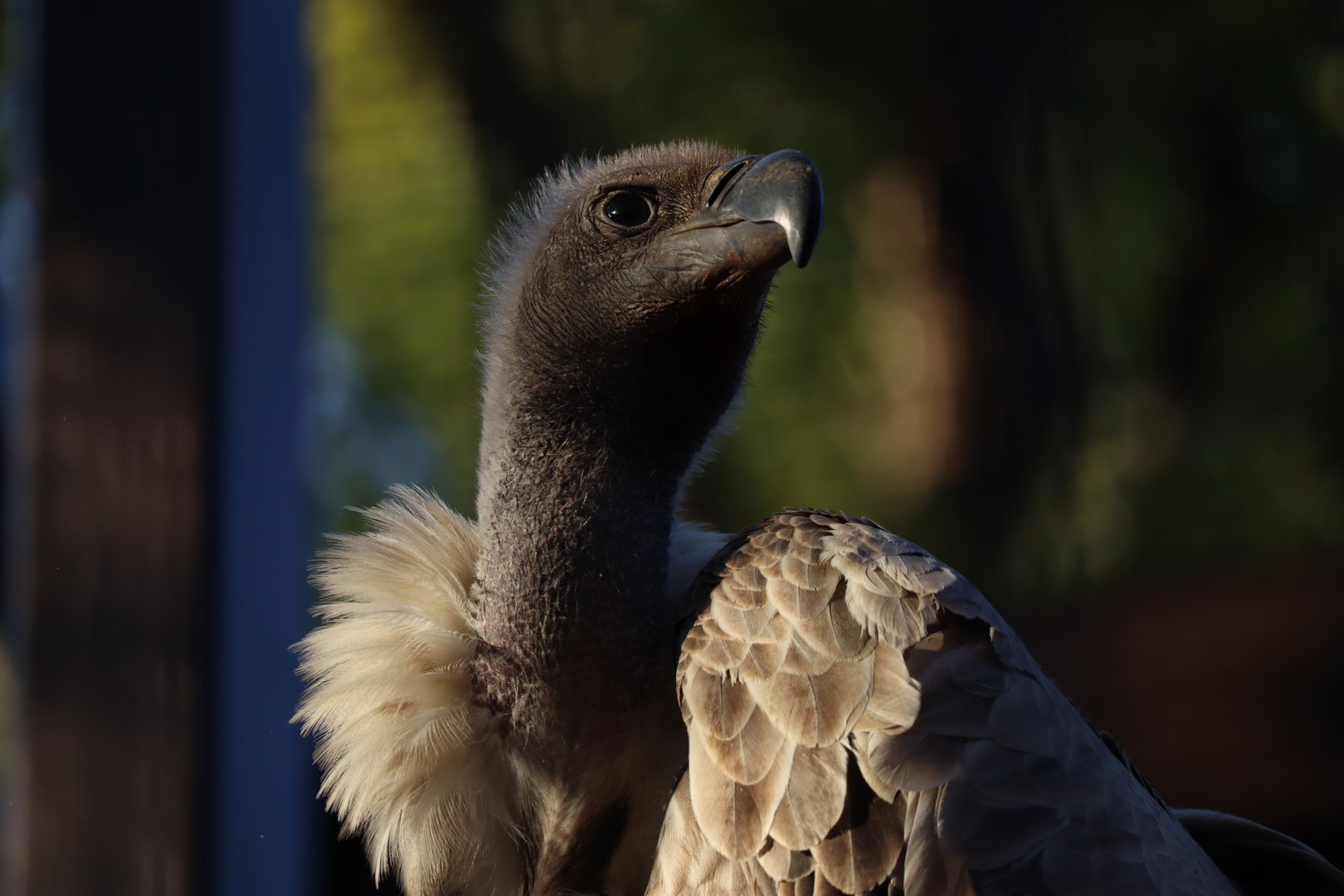 White-backed Vulture