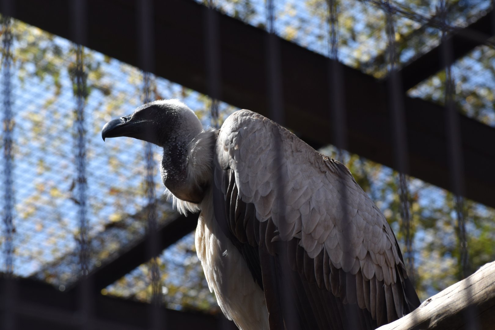 White Backed Vulture