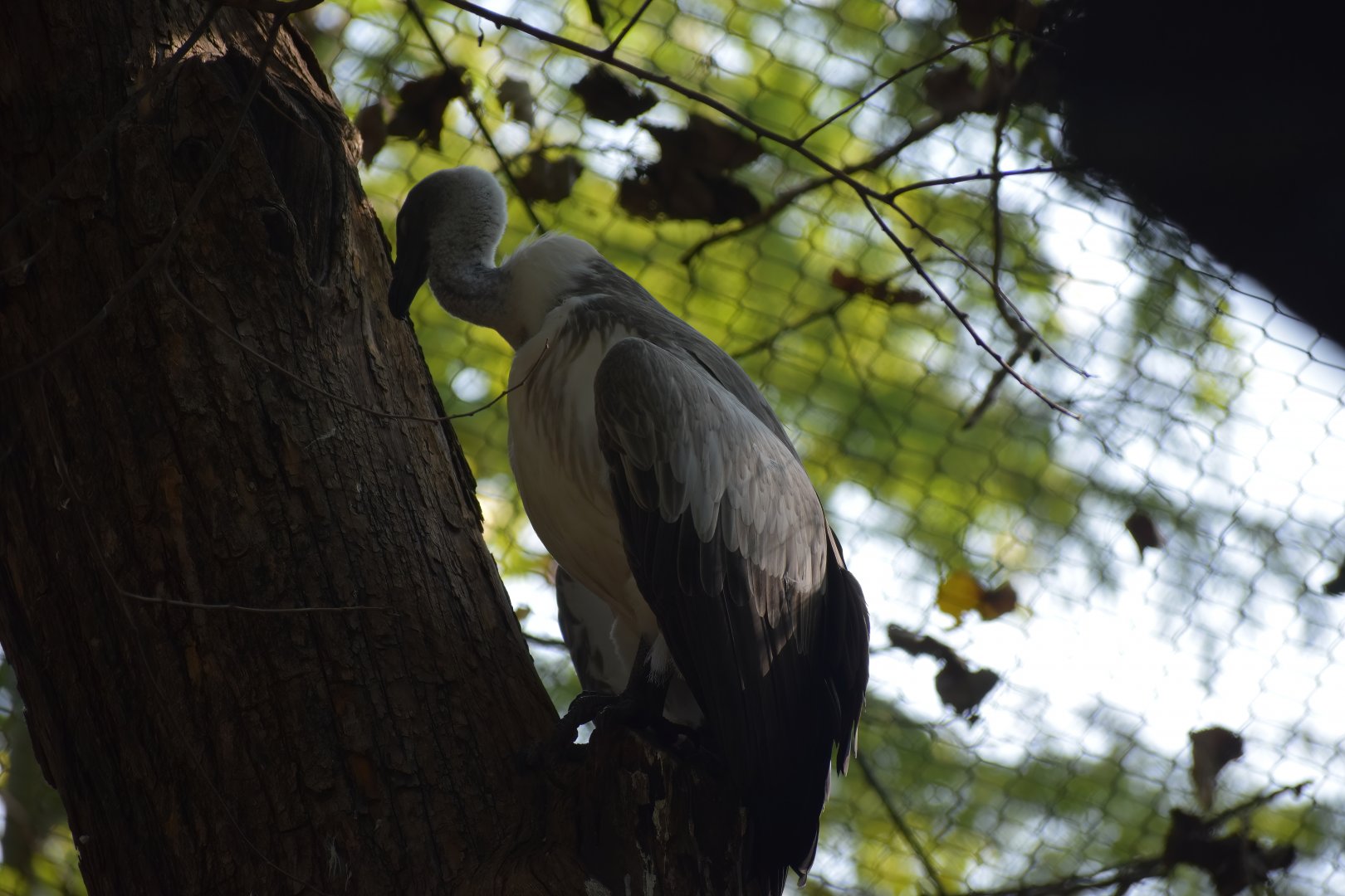 White-backed Vulture