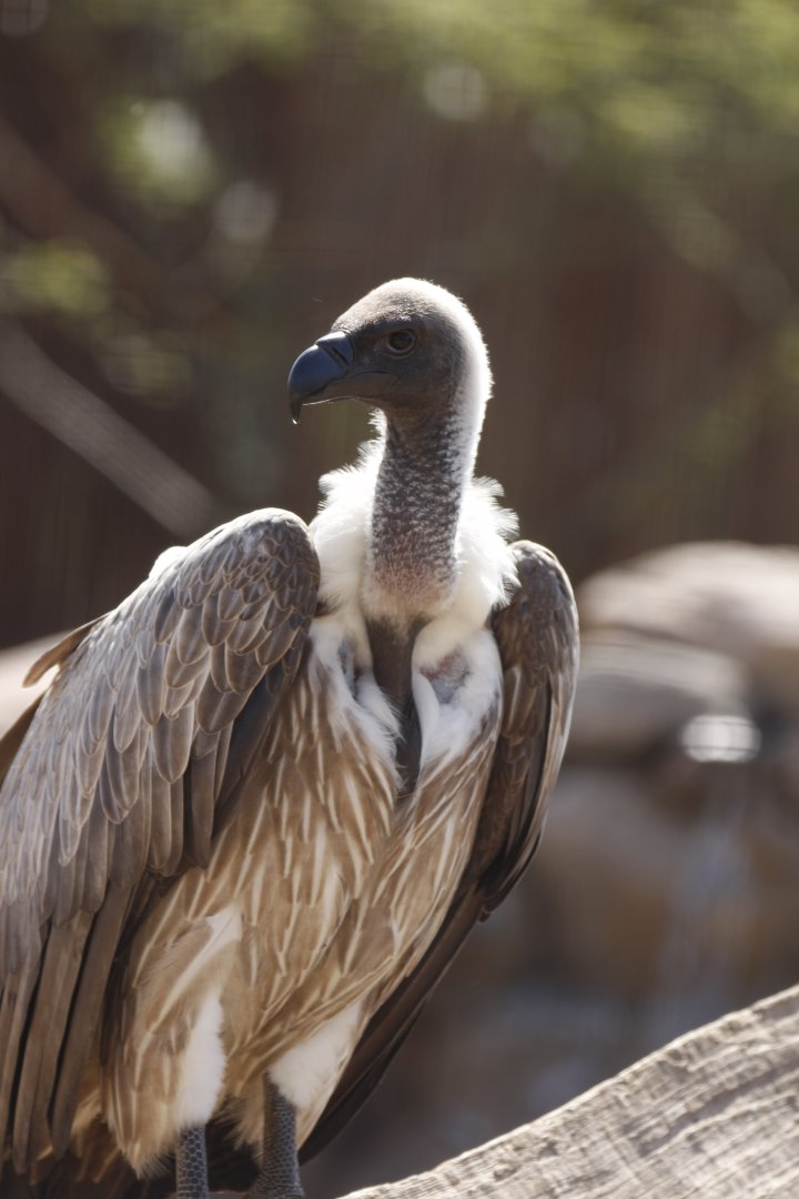 White Backed Vulture