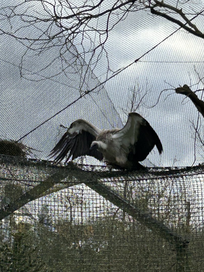 White-backed vulture