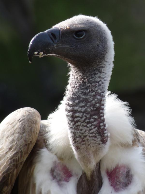 White Backed Vulture