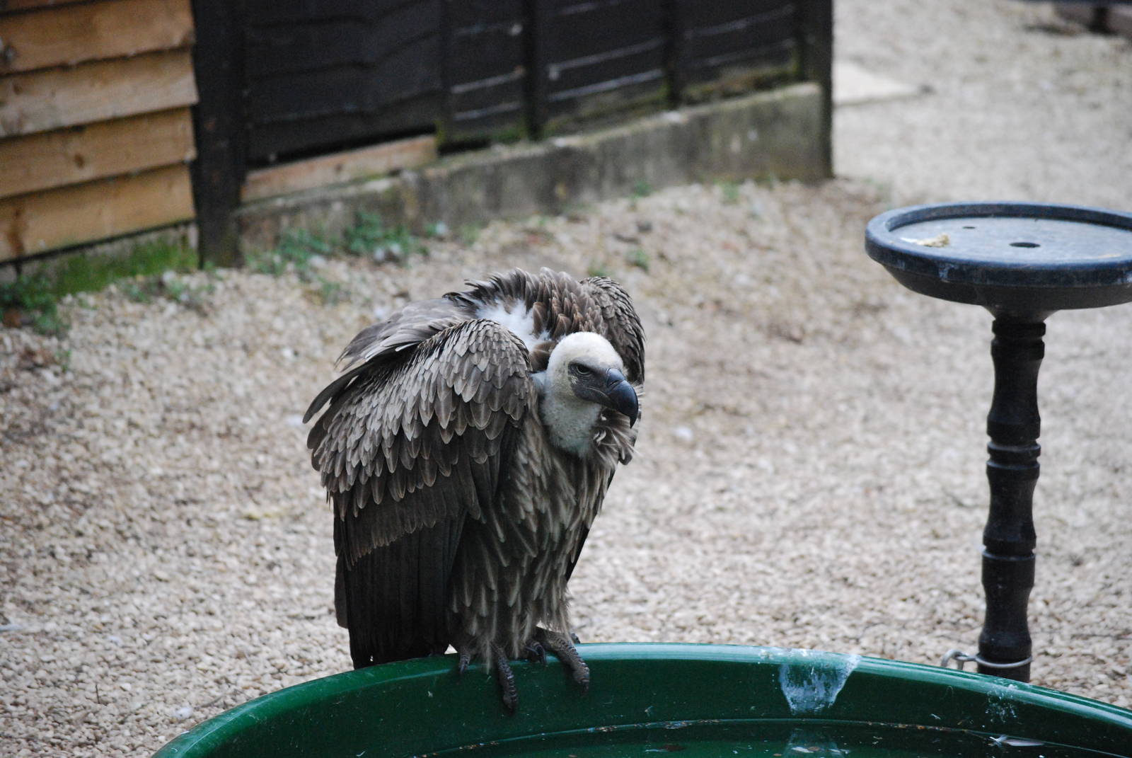 WHITE BACKED VULTURE
