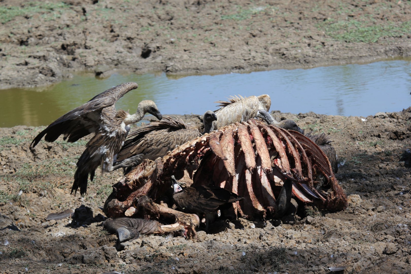 white-backed vultures (Gyps africanus)