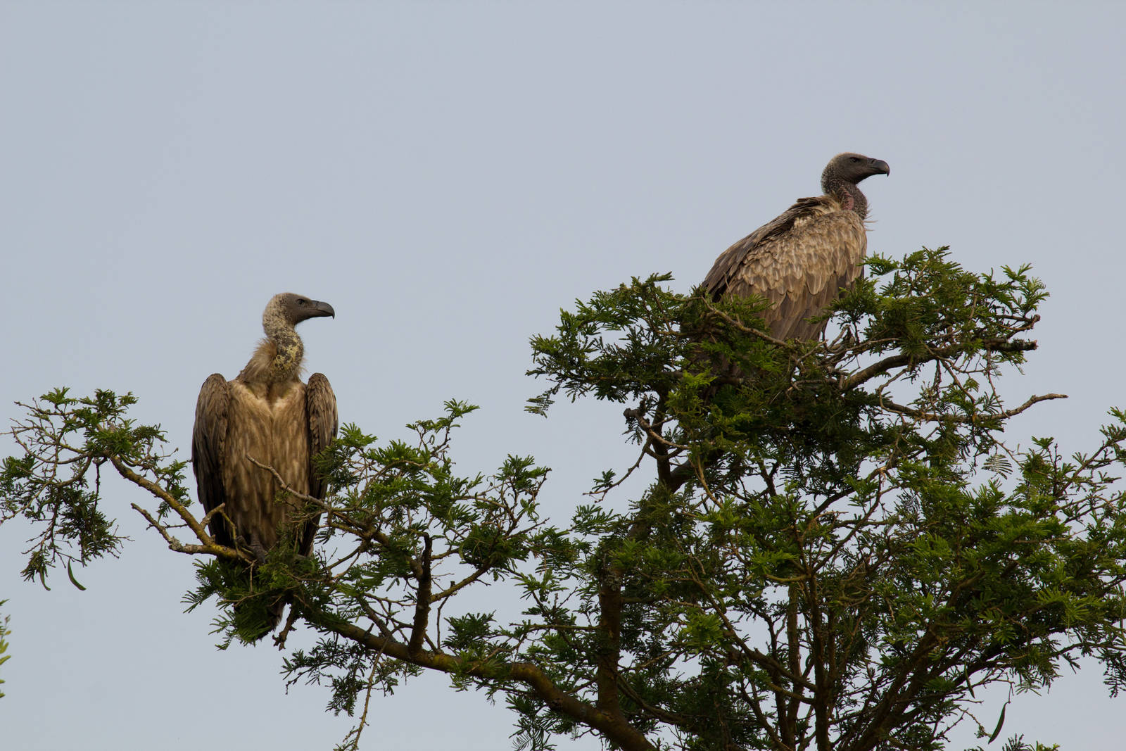 White-backed Vultures