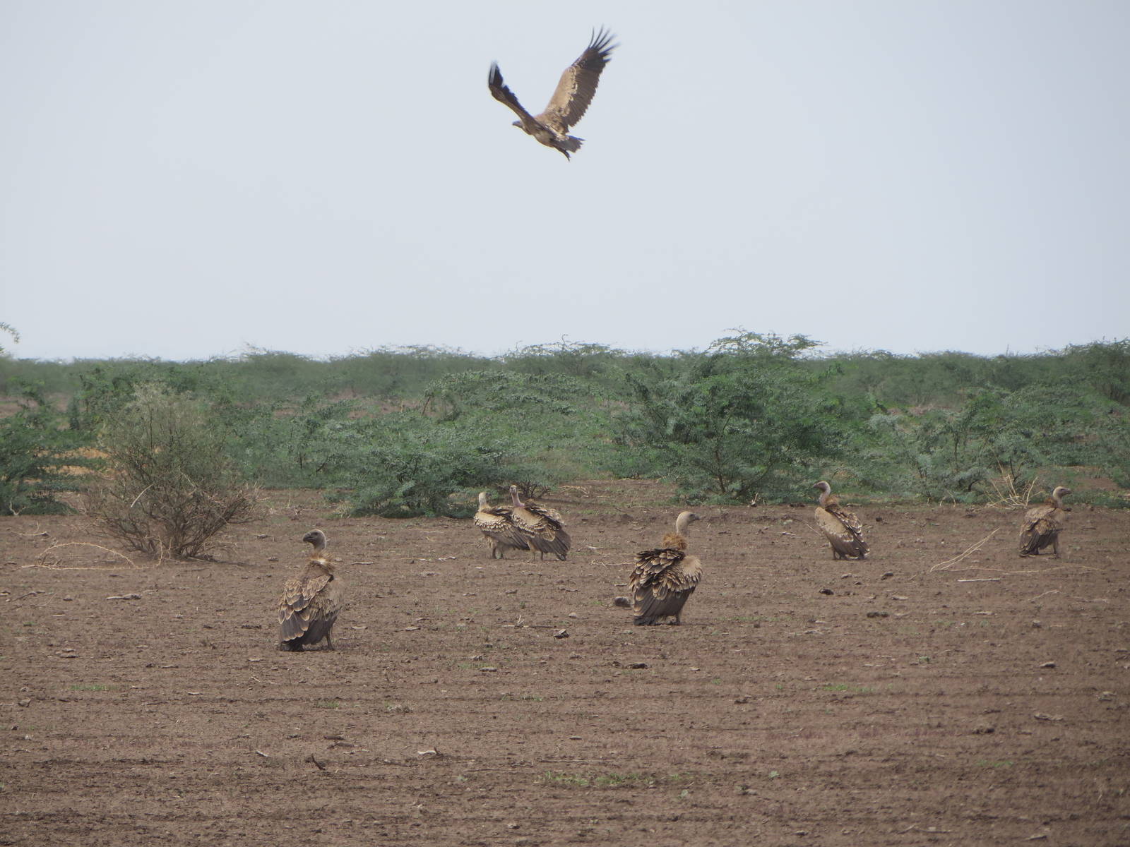 White-backed vultures