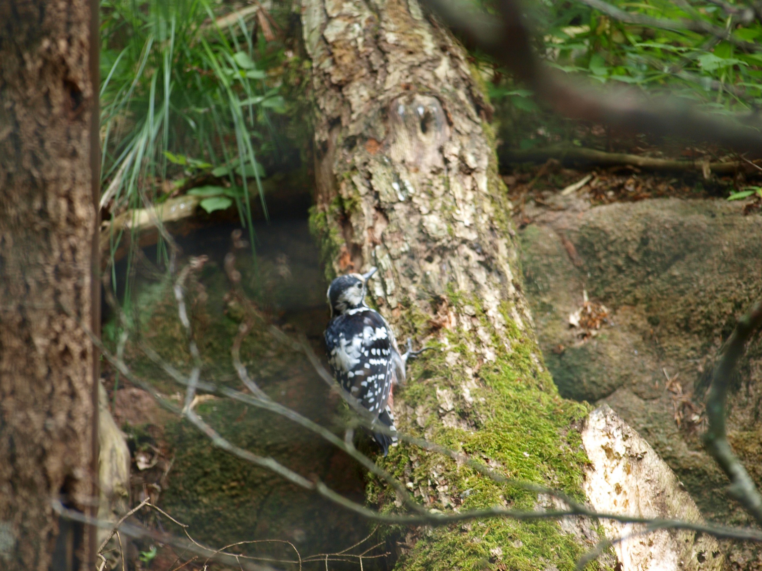 White backed woodpecker 2011