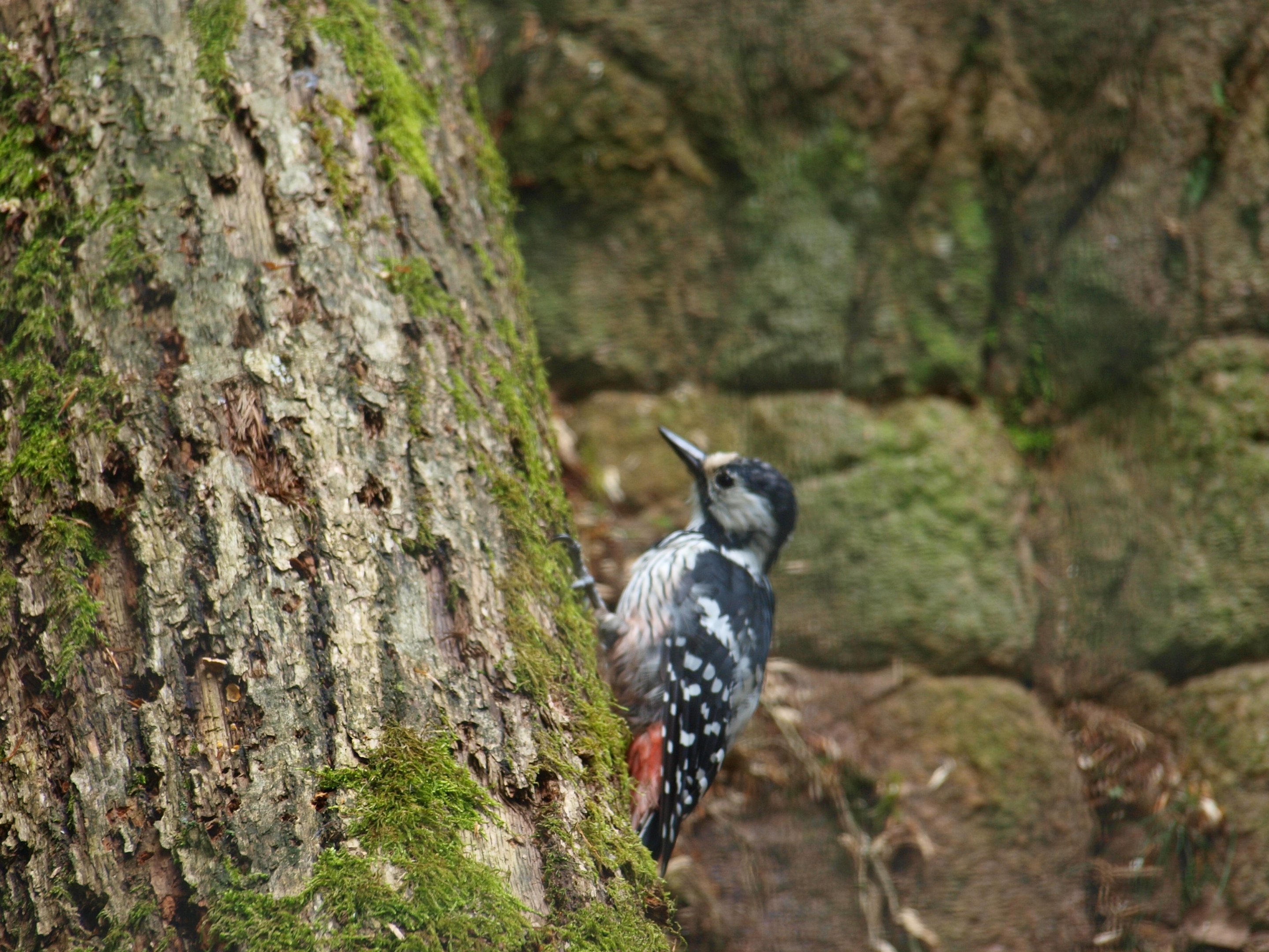 White backed woodpecker 2011