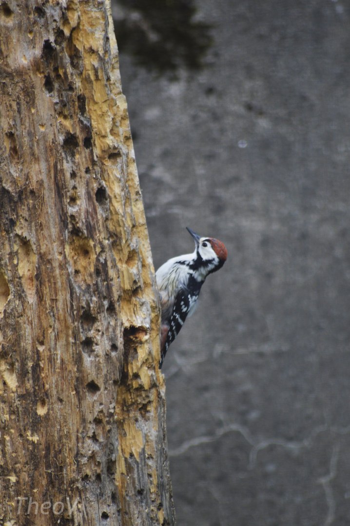White-backed woodpecker [2019]
