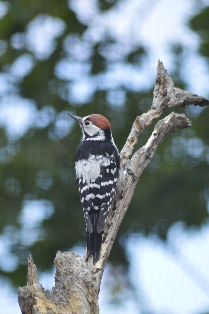White-backed woodpecker [2019]