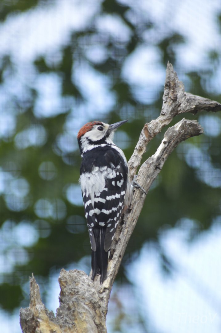 White-backed woodpecker [2019]