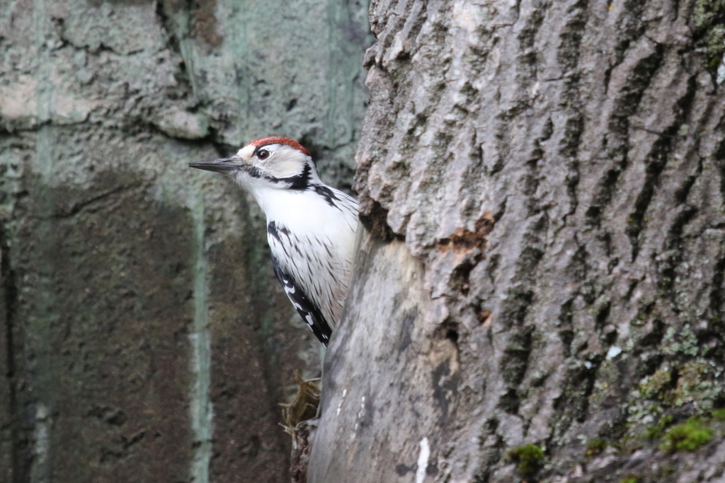 White-backed woodpecker at Skansen 30th August 2016