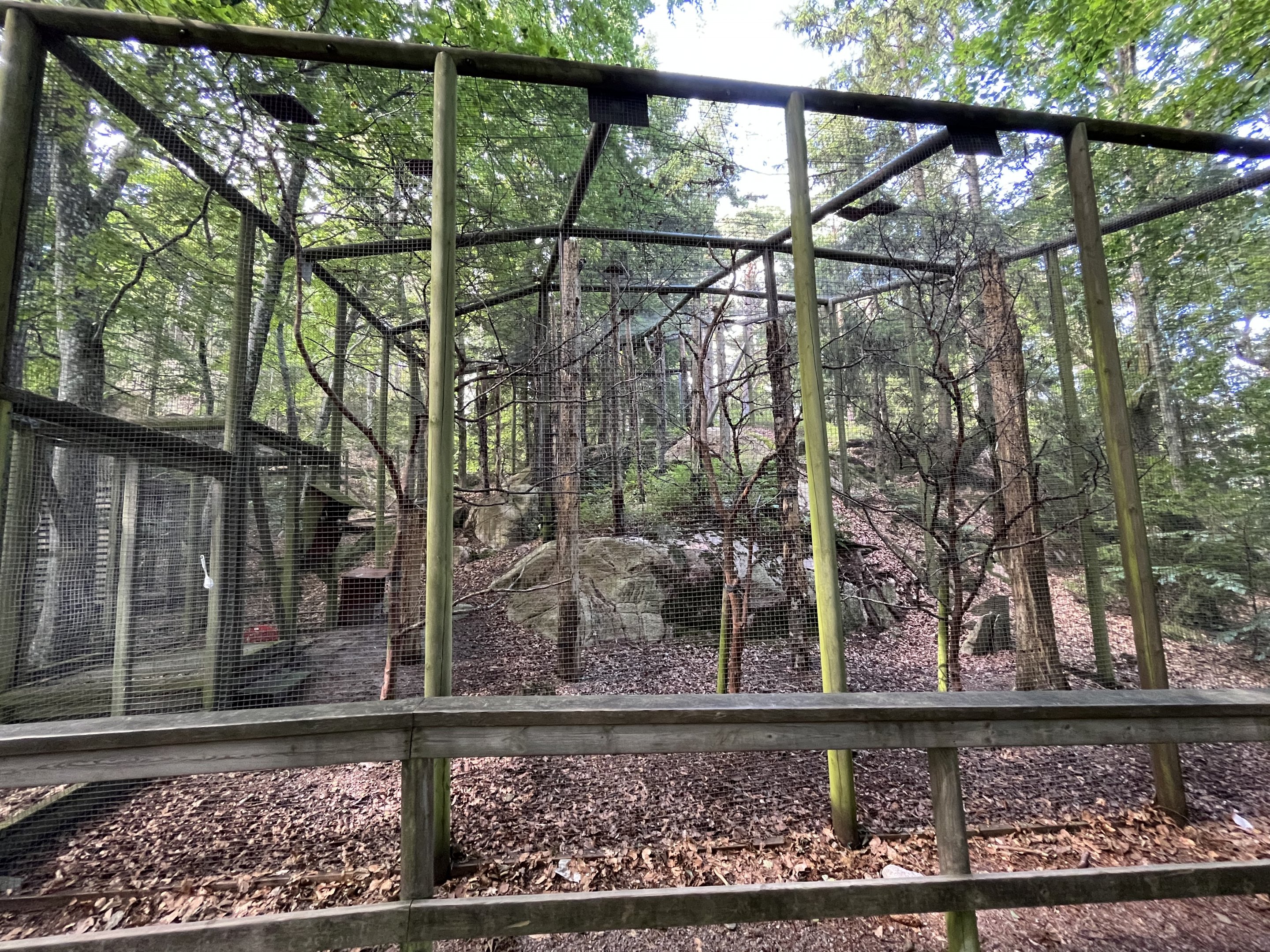 White-backed Woodpecker Aviary #1