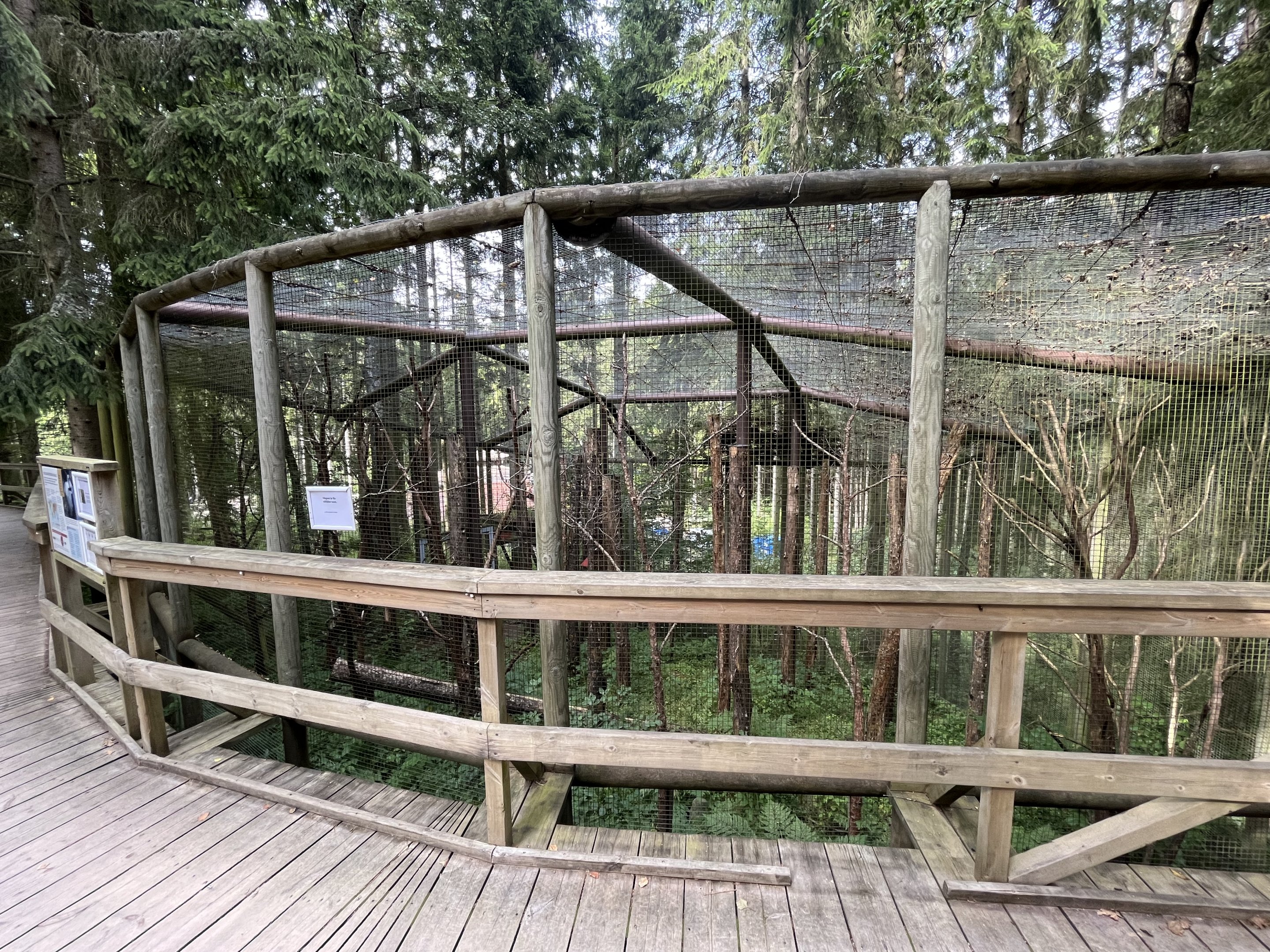 White-backed Woodpecker Aviary #2