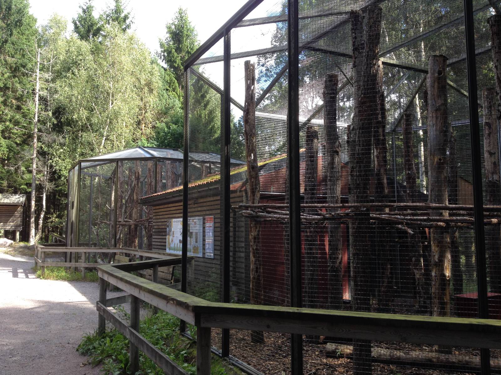 White-backed woodpecker aviarys