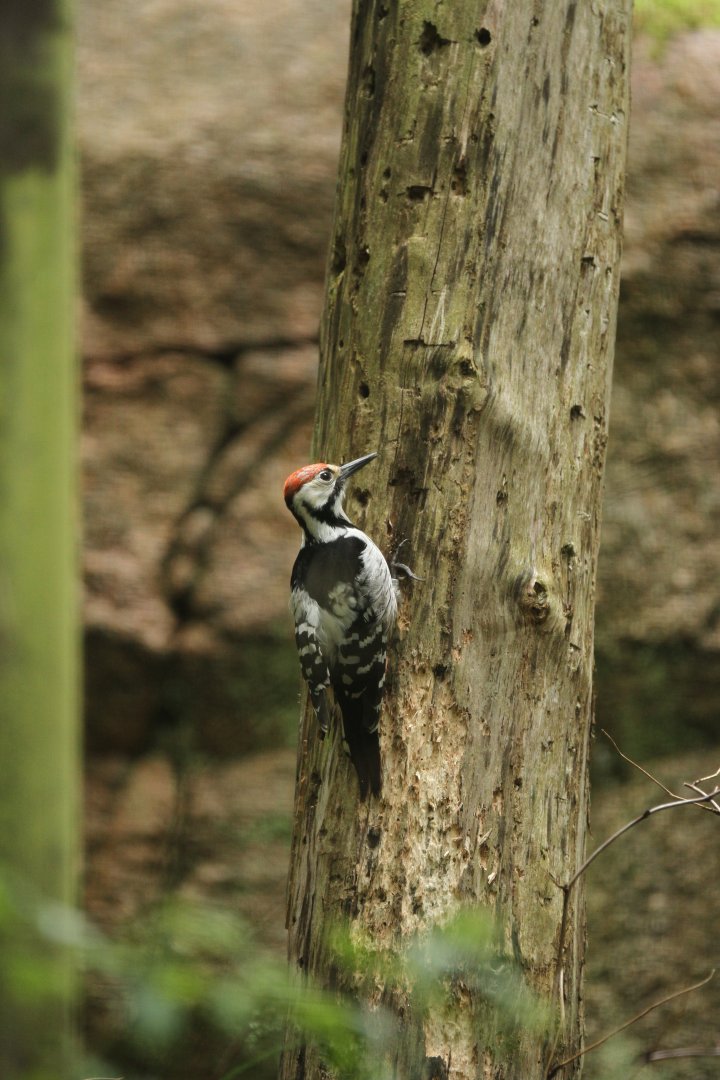 White-backed woodpecker (Dendrocopos leucotos)
