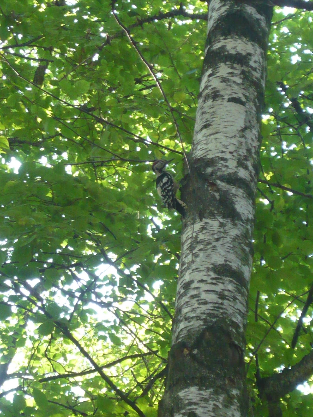 White-backed woodpecker