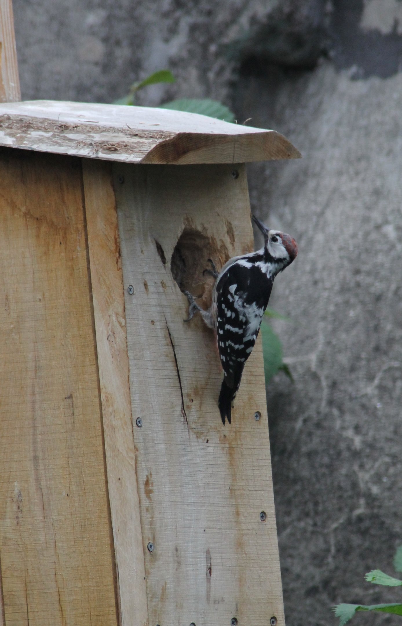 White-backed woodpecker