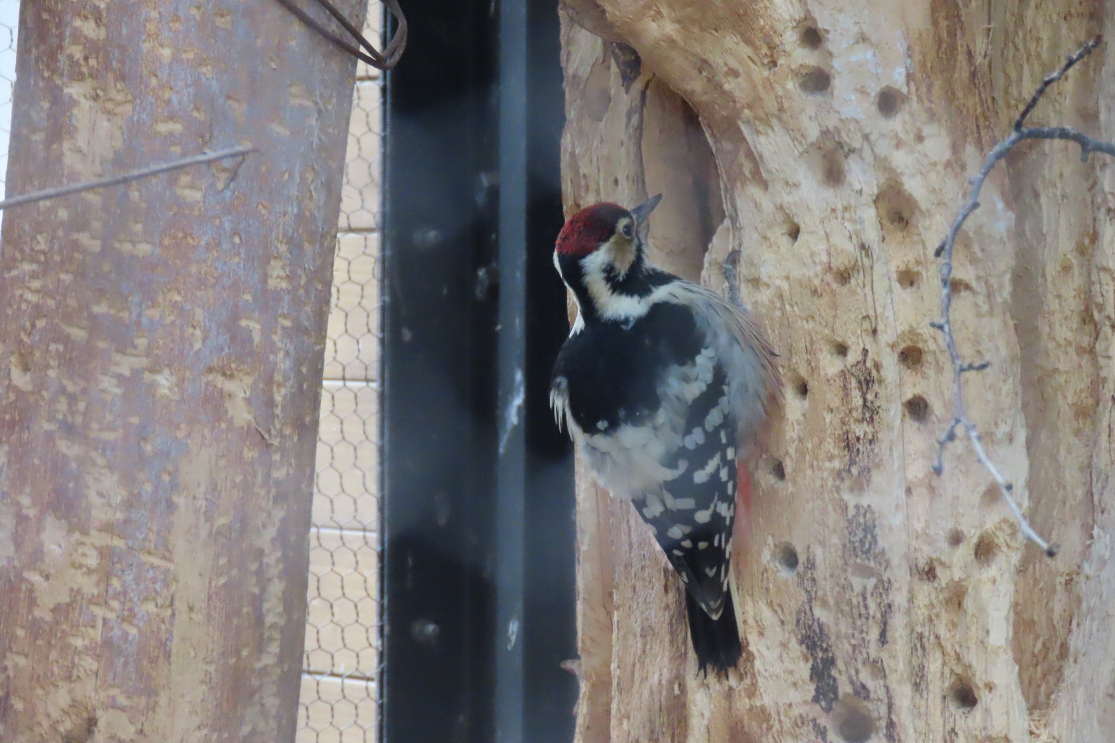 White backed woodpecker