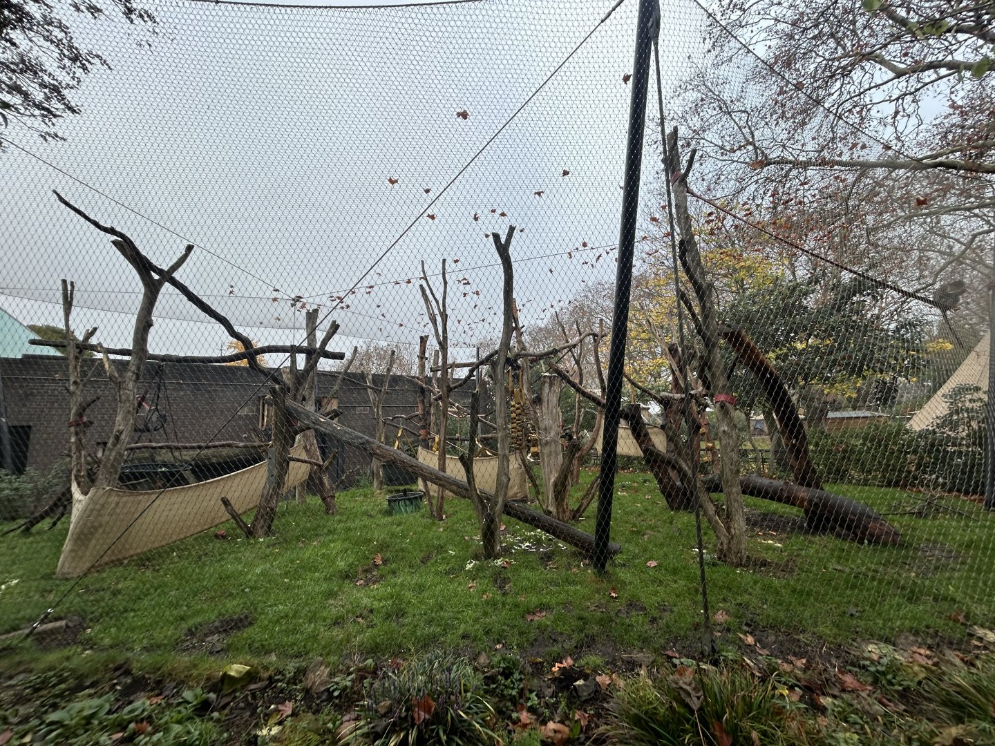 White-baked Mangabey Exhibit - Gorilla Kingdom