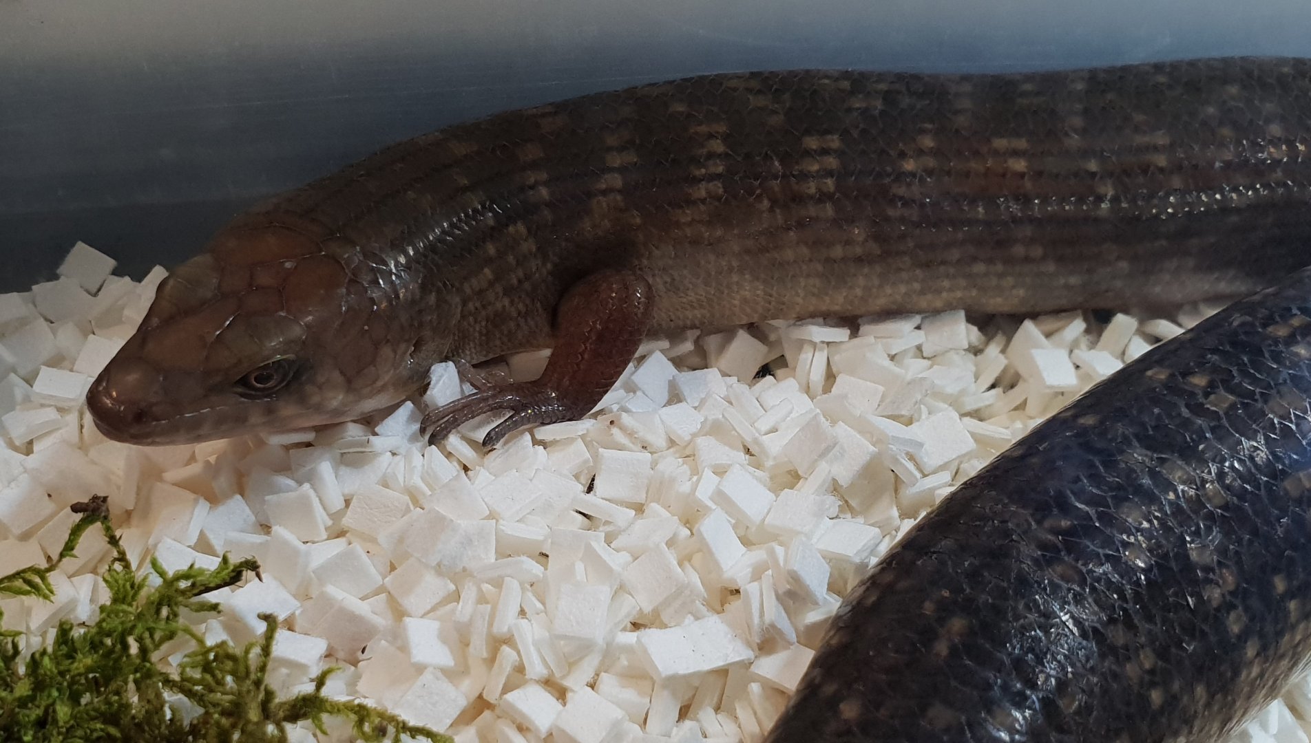 White-banded giant skink - Eugongylus albofasciolatus